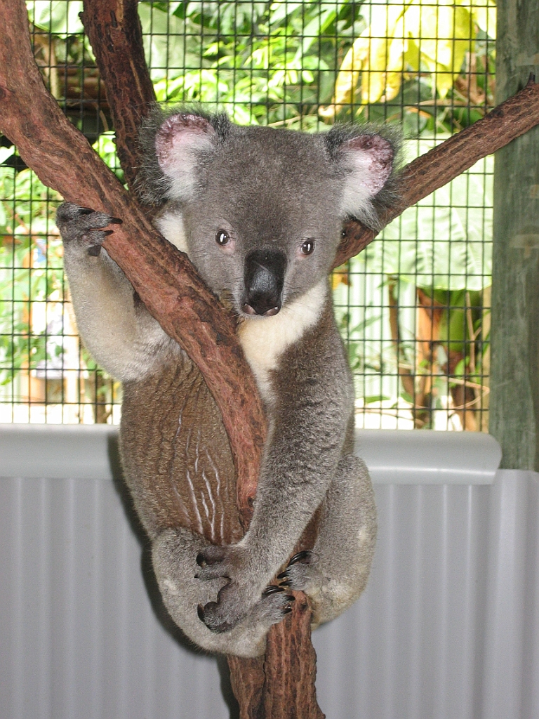104 Cairns Tropical Zoo.jpg